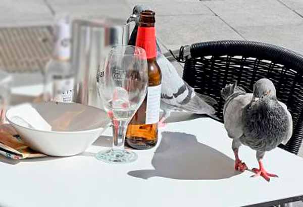 Hosteleros de La Pola urgen medidas contra las palomas, “que nos llevan mucha ganancia de las terrazas”