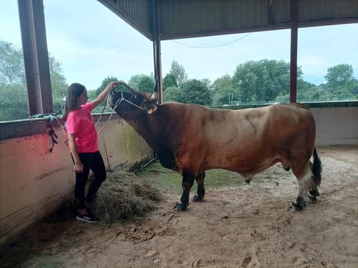 El mejor toro de Asturias es lenense