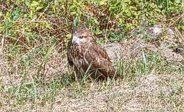 Aparece un pequeño águila ratonero, malherido, en la senda fluvial del río Lena