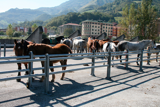 Lena convoca un primer concurso monográfico de equino, con una dotación de 7.000 euros en dietas y premios